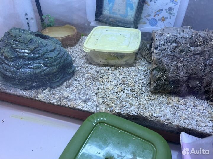 Геккон эублефар самка 2 шт. Со всем необходимым