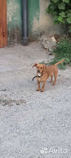 В добрые руки