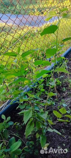Шелковица (тутовник) саженцы сеянцы