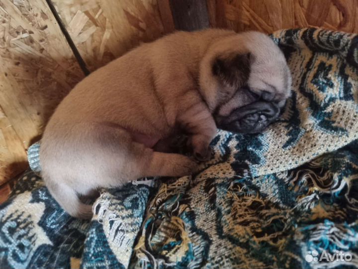 Щенки мопса девочки
