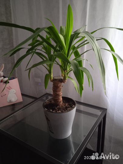 Продам Юкка