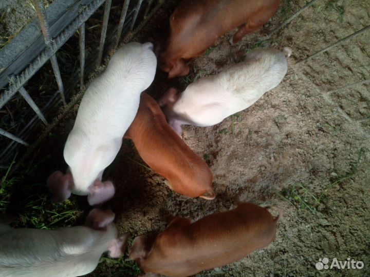 Поросята дюрок-ландрас