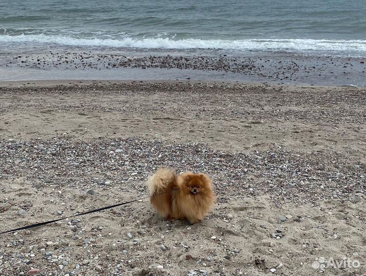 Ищем подружку для вязки