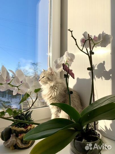 Сибирский кот Барсик