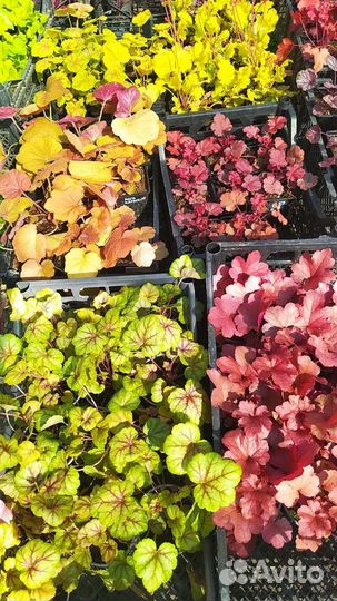 Гейхера гейхерелла