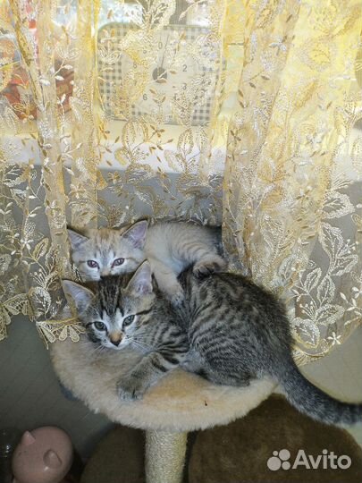 Бесплатно шотландские котята