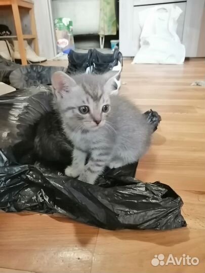 Кошки в добрые руки