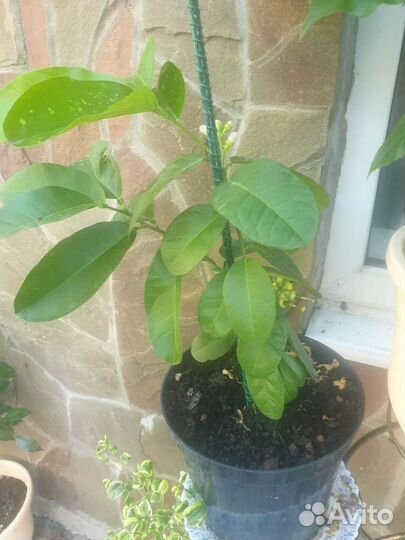 Лимон плодоносящий