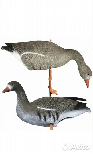 Чучела белолобого гуся sport plast в аренду