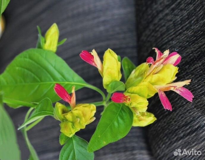 Белопероне Руж