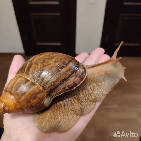 Улитки Ахатина Иммакулята