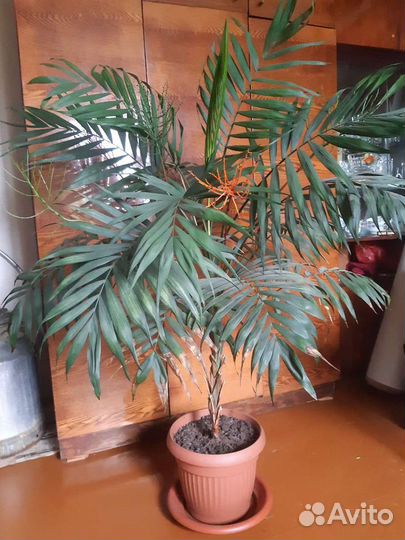 Цветок-пальма