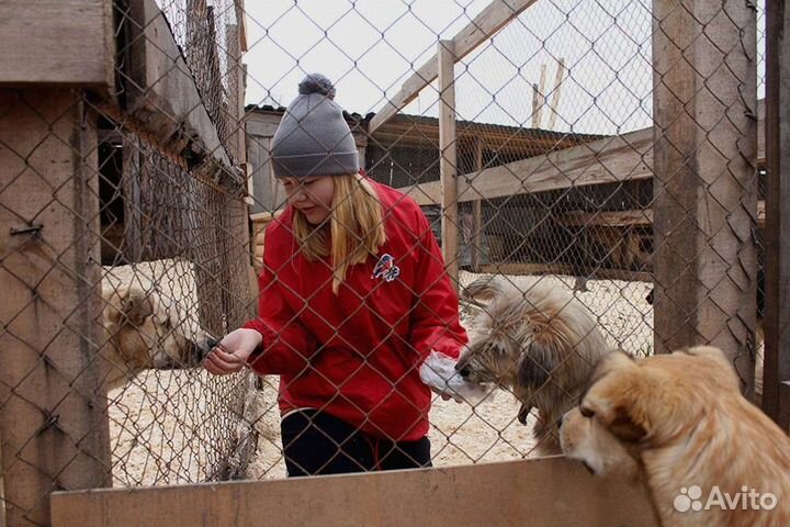 Рабочий по ухду за собаками