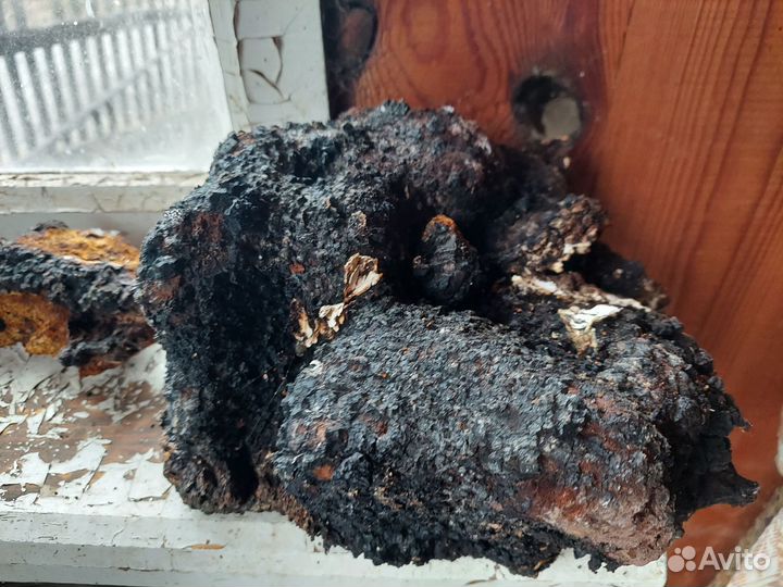 Чага свежая 2024