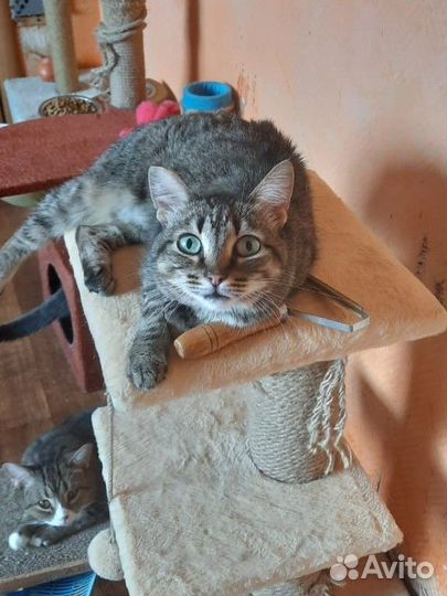 Дежурная в приют для кошек