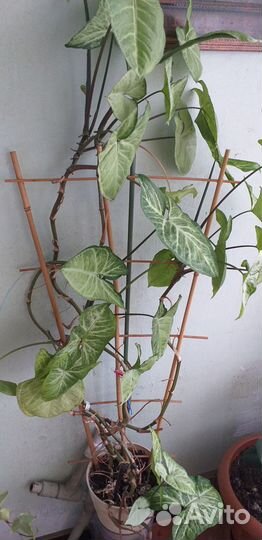 Отдам бесплатно