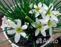 Зефирантес