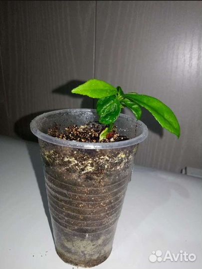 Золотой ус, Спатифиллум