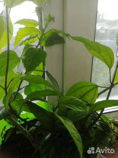 Комнатные цветы