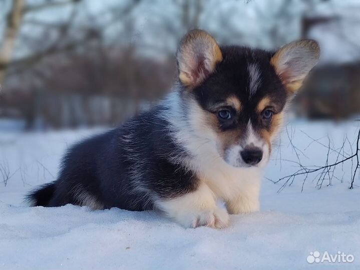 Щенки Вельш Корги Пемброк