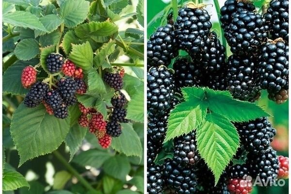 Ежевика бесшипная
