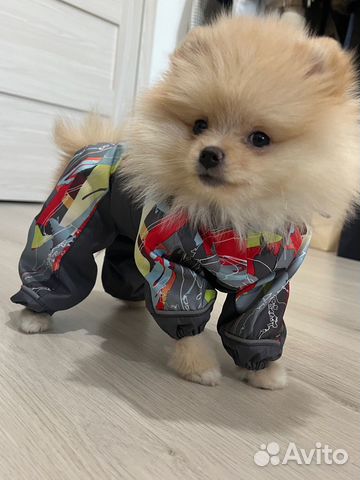 Комбинезон для маленькой собачки