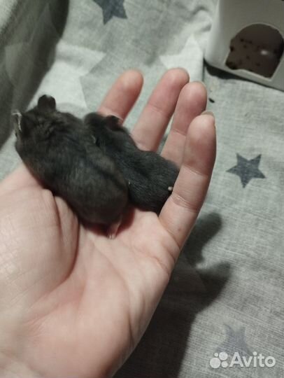 Джунгарский хомяк, девочка