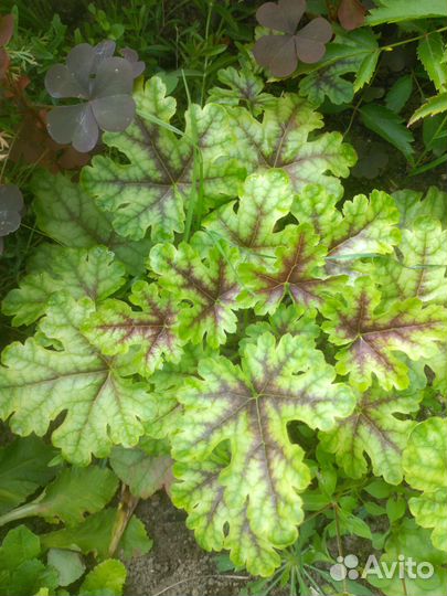 Растения садовые многолетние