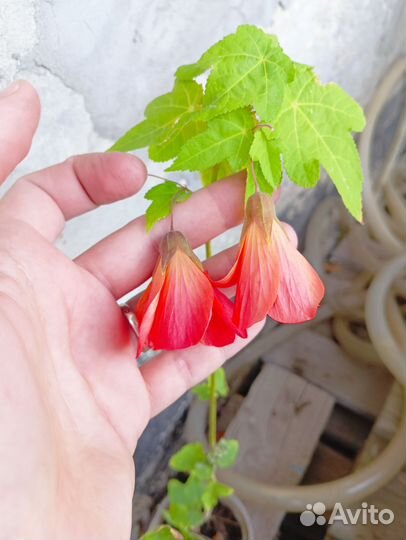 Абутилон - сортовой гибрид