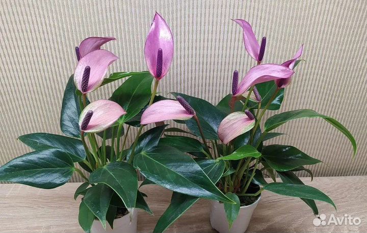 Антуриум зизу