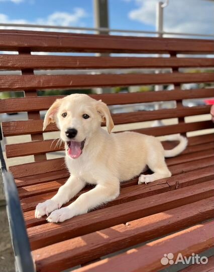 Ласковый щенок