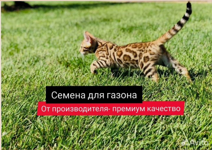 Семена для газона Газон