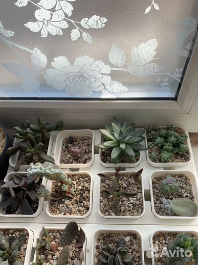 Суккуленты набор