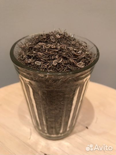 Семена укропа