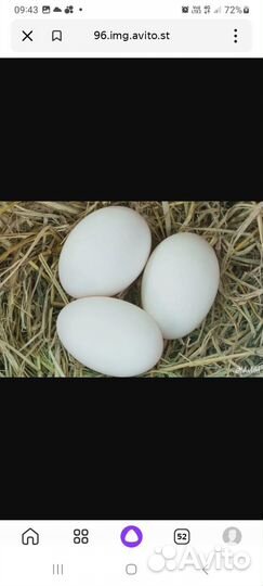 Молодые петухи