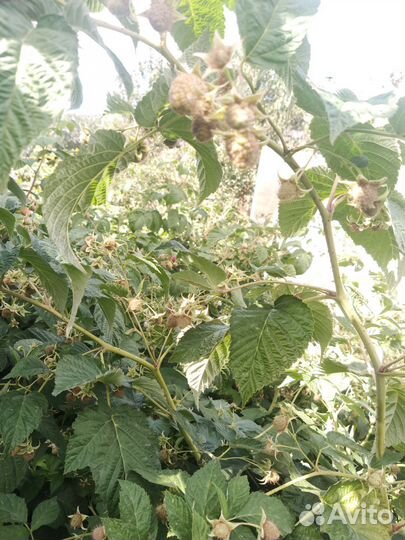 Ремонтантная малина