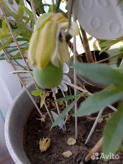 Пассифлора маракуйя