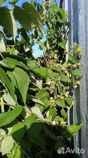 Малина ремонтантная молодые кустики