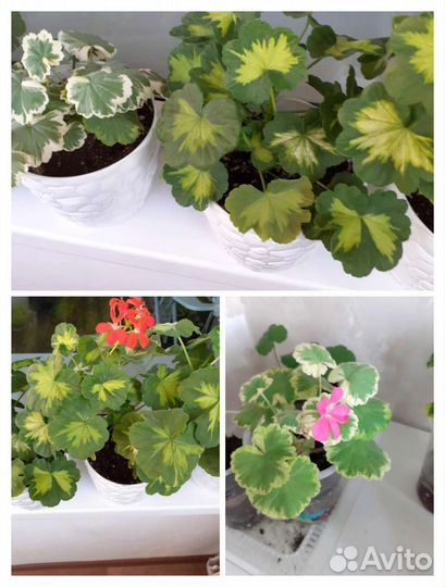 Пеларгония герань