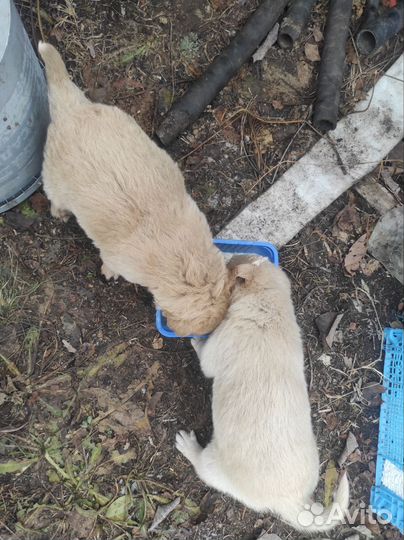 Отдам щенка в добрые руки