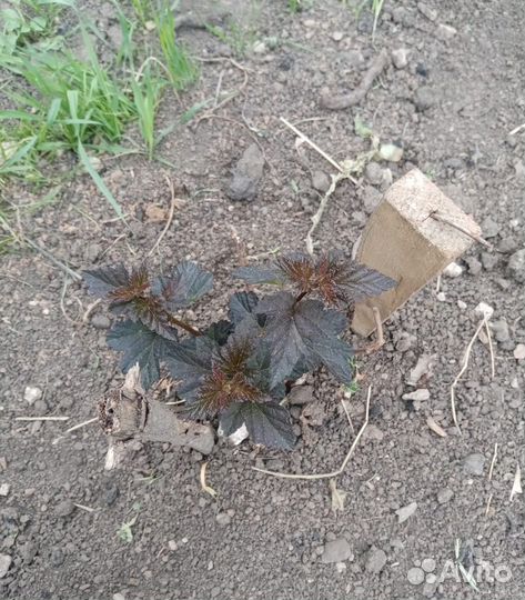 Пузыреплодник