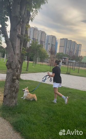 Выгул собак