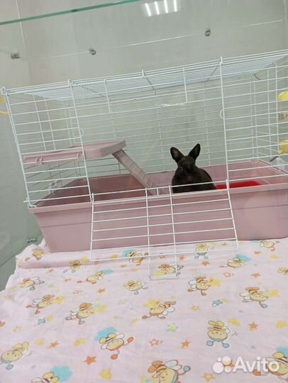 Передержка кроликов птиц грызунов