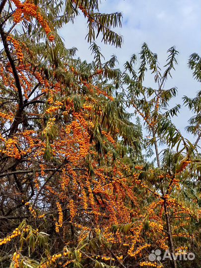 Облепиха ягоды