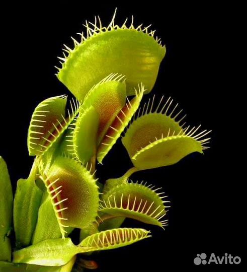 Венерия мухоловка, Ловушка