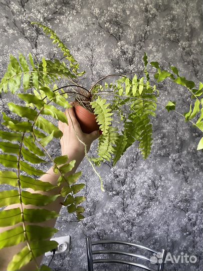 Папоротники