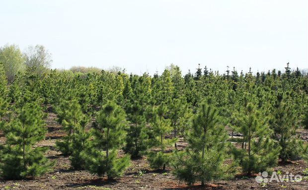 Продам Новогоднюю Ель,Сосну