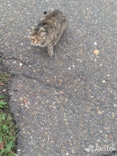 Котейка ищет дом