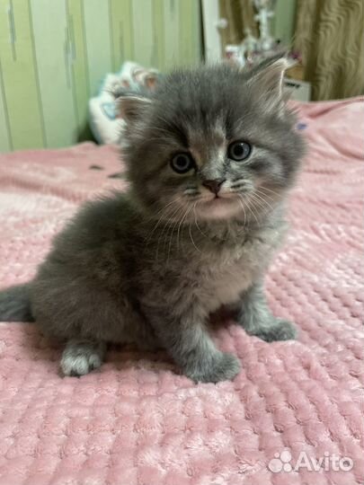Британская кошка