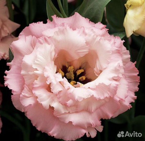 Семена эустомы крупноцветковой